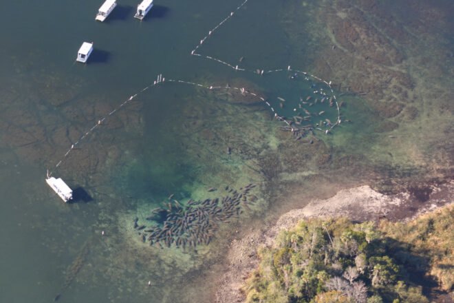 manatees in large pod gathered in sanctuary