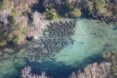 manatees in large pod gathered in sanctuary
