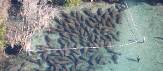 manatees in large pod gathered in sanctuary