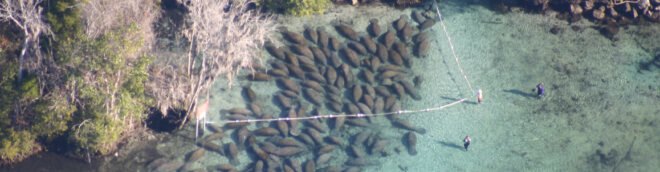 manatees in large pod gathered in sanctuary