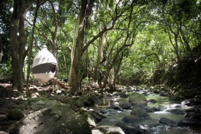 white and gray tent surrounded by forest