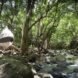 white and gray tent surrounded by forest