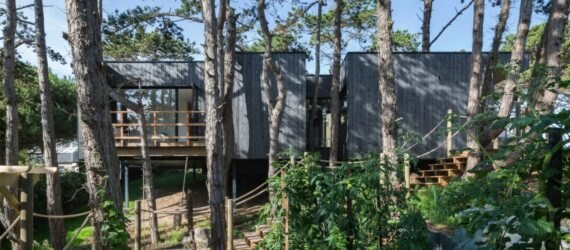 black timber home behind large pine trees