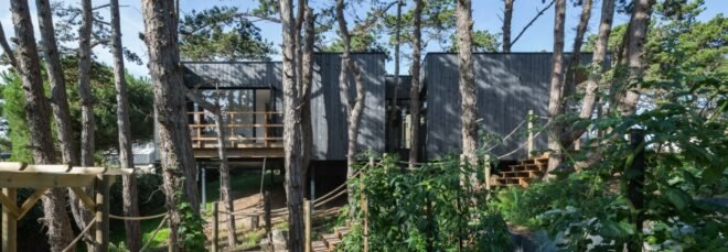 black timber home behind large pine trees