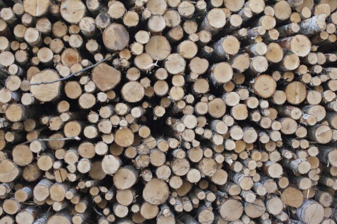 cut birch trees