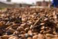 cocoa beans