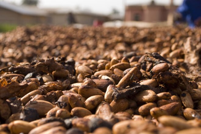 cocoa beans