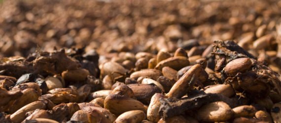 cocoa beans