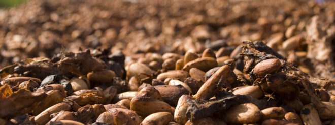 cocoa beans