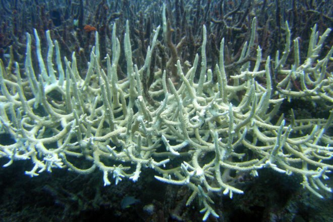 bleached coral in the Great Barrier Reef