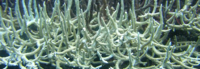bleached coral in the Great Barrier Reef