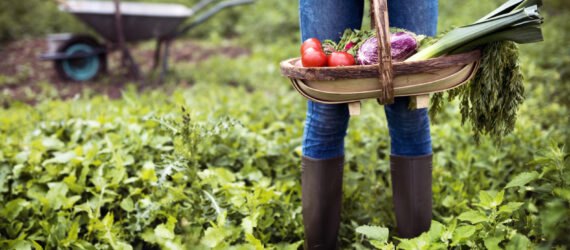person standing and holding basket of fresh veggies in a garden