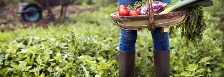 person standing and holding basket of fresh veggies in a garden