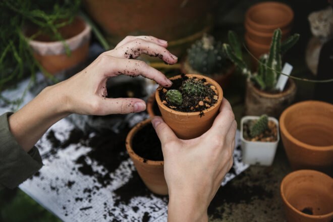 hands holding a pot with plant
