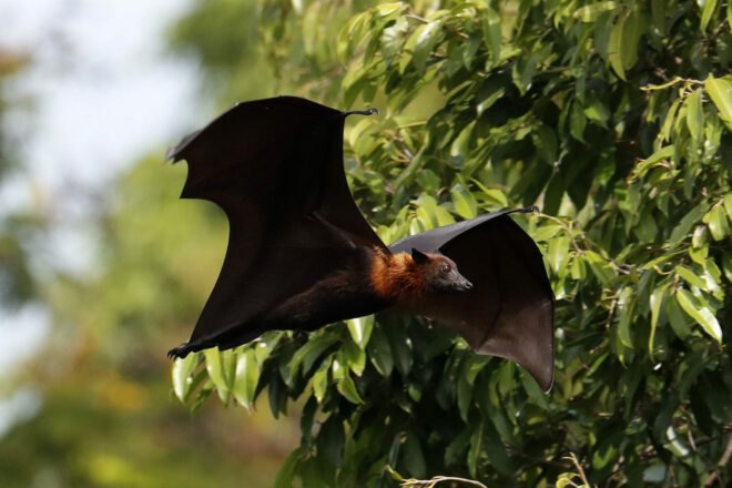 flying fox bat flying through the trees