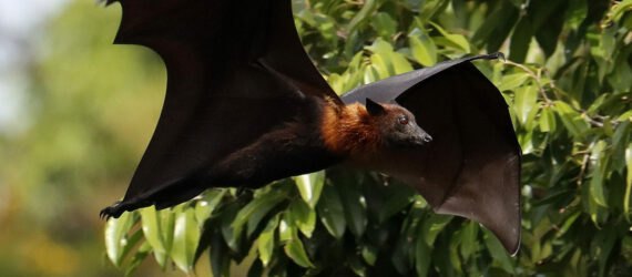 flying fox bat flying through the trees