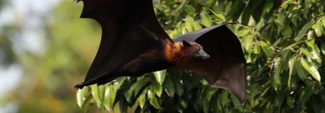 flying fox bat flying through the trees