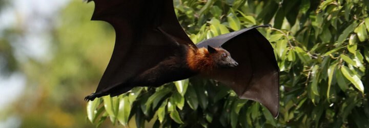 flying fox bat flying through the trees