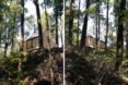 wood cabin perched high in a forest