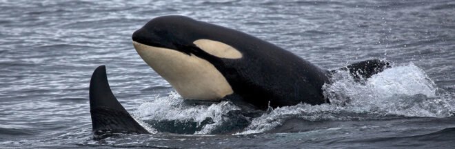 orca whales in the ocean