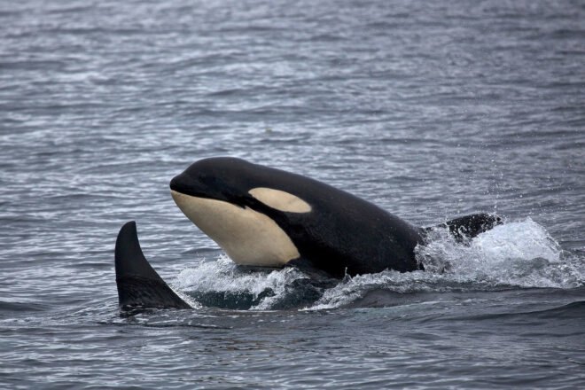 orca whales in the ocean