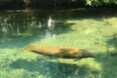 manatee floats by in clear waters