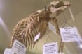 skeleton of manatee