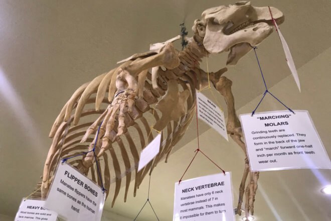 skeleton of manatee