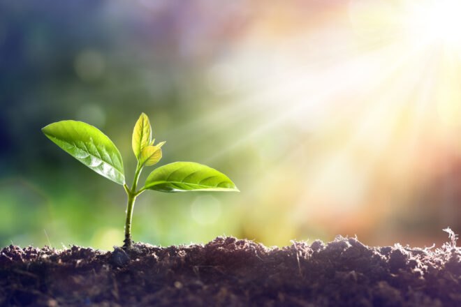 plant sprouting from soil