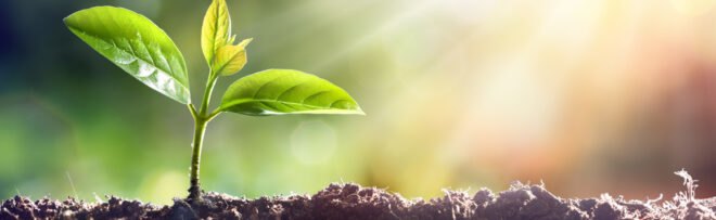 plant sprouting from soil