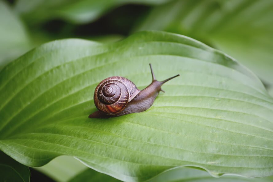 small snail on green leaf