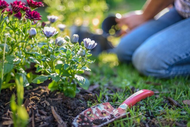 person is gardening near flowers