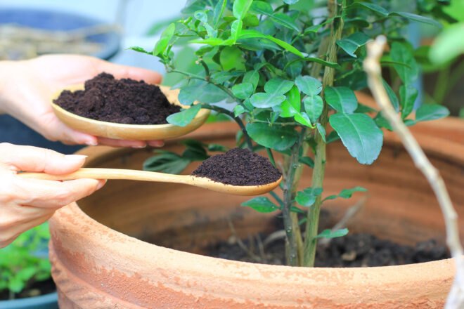 person sprinkling coffee grounds into the soil of a plant