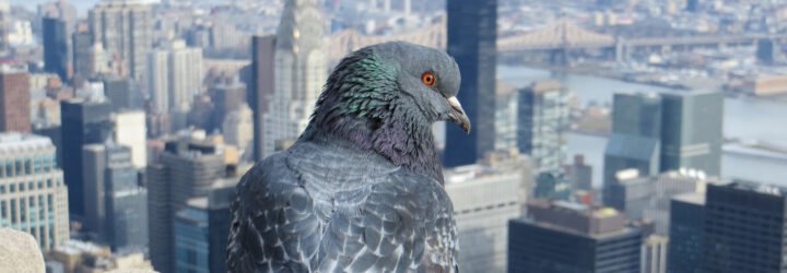 pigeon on top of building with NYC skyline in background