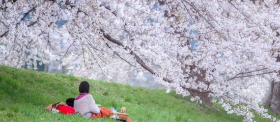 A couple sitting under the sakura tree at park, Enjoy watching Sakura blossom