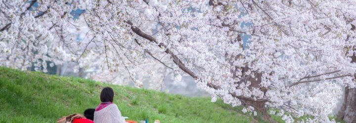 A couple sitting under the sakura tree at park, Enjoy watching Sakura blossom