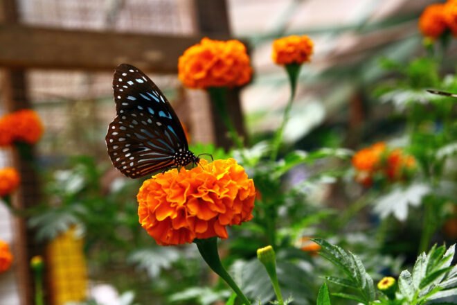 butterfly resting on orange flower in a garden