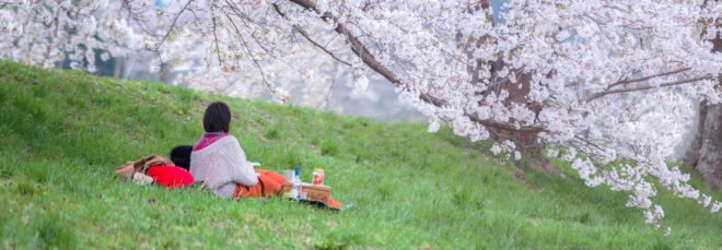 A couple sitting under the sakura tree at park, Enjoy watching Sakura blossom