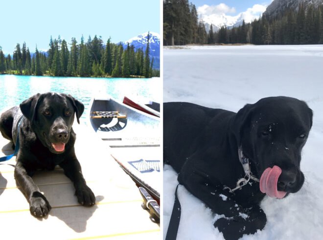 black Labrador mix in the snow and near a lake