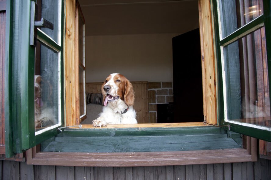 dog standing inside a home with a wooden window 