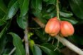 ackee hanging from a tree
