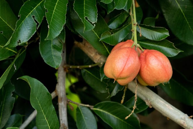 ackee hanging from a tree