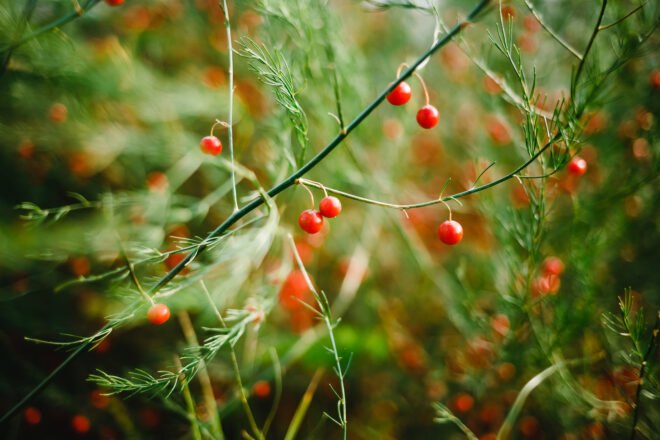 tiny red asparagus berries
