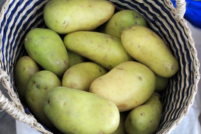 yellow potatoes with slightly green skin in a woven basket