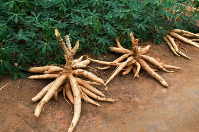 cassava growing in the ground