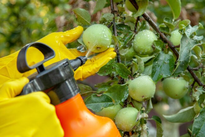 person spraying green apples with pesticides