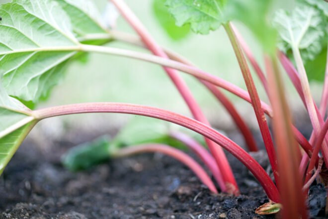 rhubarb growing from ground
