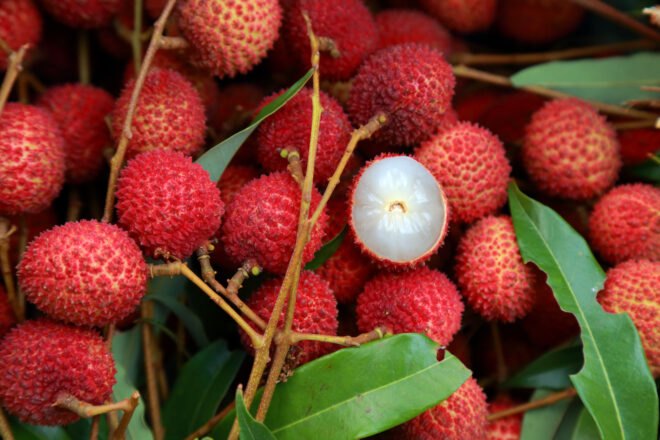 lot of lychee