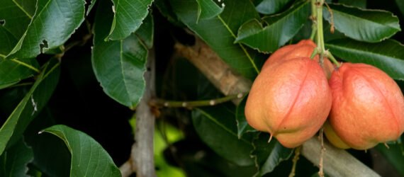 ackee hanging from a tree