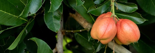 ackee hanging from a tree